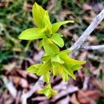 Rhamnus cathartica Feuille