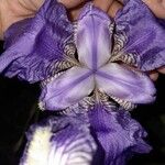 Iris lutescens Цветок