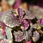 Strobilanthes alternata Fulla