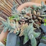 Crassula perfoliataFuelha