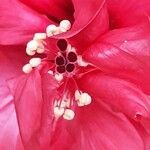 Hibiscus fragilis ফুল