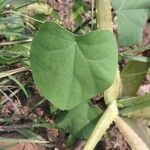 Cissampelos pareira Leaf