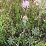 Lupinus densiflorus Plante entière