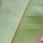 Cotylelobium melanoxylon Hoja