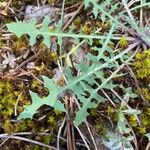 Lactuca viminea ഇല