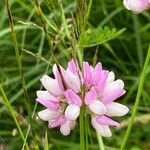 Coronilla variaKvět