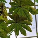 Cecropia schreberiana Hoja