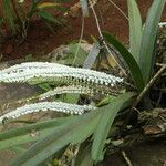 Listrostachys pertusa Elinympäristö