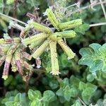 Origanum majoranaFlower