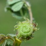 Medicago rigidula ഫലം