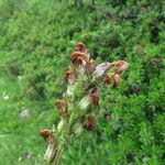 Pedicularis mixta Flower