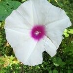 Ipomoea pandurata Flor