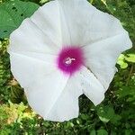 Ipomoea pandurata Flors