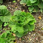 Geum coccineum ശീലം