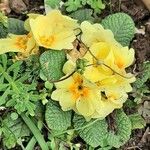 Primula × polyantha Habitus