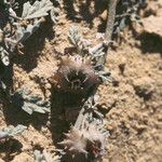 Neurada procumbens Fruit