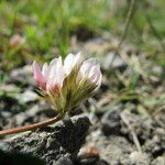 Trifolium thalii অন্যান্য