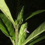 Justicia refractifolia Květ