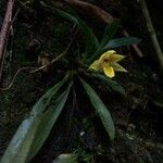 Promenaea xanthina Flower