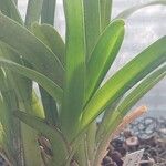 Cymbidium aloifolium Leaf