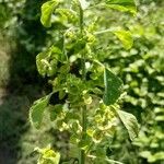 Acalypha indica Leaf