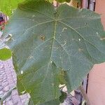 Paulownia tomentosaFuelha