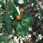 Solanum pseudocapsicum Meyve