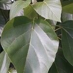 Cordia subcordata Leaf