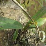 Polystachya concreta Blad