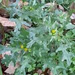 Senecio vulgaris Habit