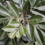 Aglaia elaeagnoidea Natur