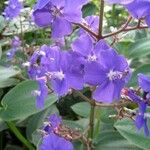 Tibouchina elegans Kwiat