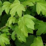 Acer campestre Foglia