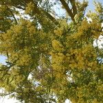 Acacia myrtifolia Květ
