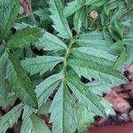 Tagetes patula Leaf