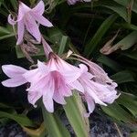 Crinum × powellii ফুল