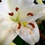Lilium candidum Kukka