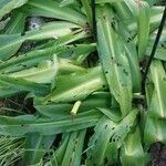 Eucomis pallidiflora Leaf