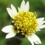 Tridax procumbens Floro