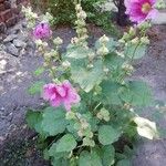 Alcea roseaFlower