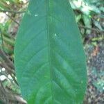 Pachystachys coccinea Feuille