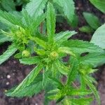 Potentilla norvegica Blatt