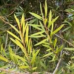 Hakea salicifolia Blatt