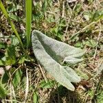 Petasites paradoxus Hoja