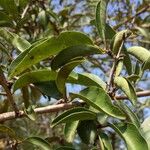 Ximenia caffra Ravina