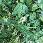Astragalus hamosus Hábito