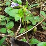 Torenia crustacea Blad