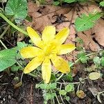 Ranunculus bullatus Λουλούδι