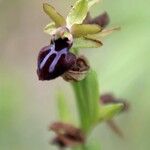 Ophrys passionis ssp. garganicaBlüte