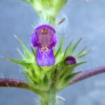 Galeopsis tetrahit Bloem